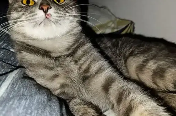 Кошки потеряшки, Пермь, фото: Потеряшка кот Марс, Одоевского 18, Пермь