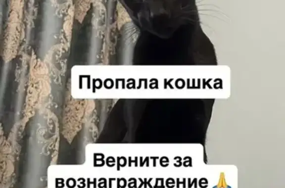 Кошки потеряшки, Крымск, фото: Потеряшка кошка, Ставропольская 29, Крымск