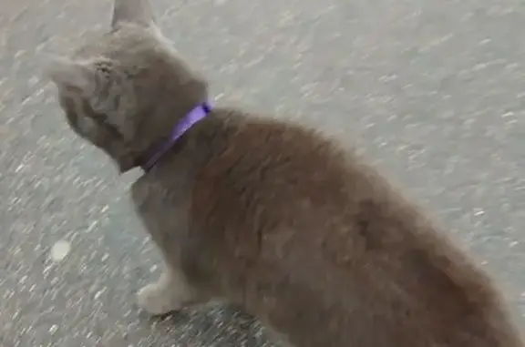 Найдена кошка, Зеленоград, фото: Кошка найдена, ул. Михайловка, Зеленоград