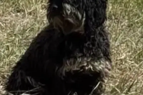 Найдена собака на ул. Юрия Семовских, Тюмень