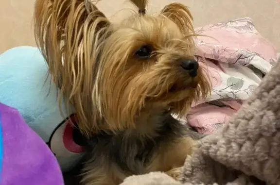 Собаки потеряшки, , фото: Потеряшка собака, Супсех, Львовская ул.