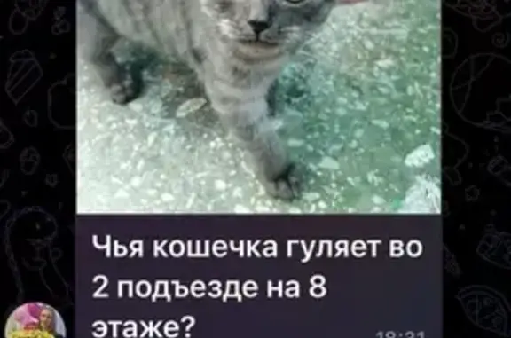 Кошка найдена: Удмуртская ул, 263, Ижевск
