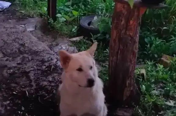 Найдена собака, Челябинск, фото: Найдена собака, 2-я Павелецкая, 36, Челябинск