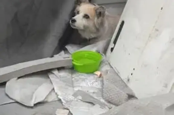 Собака найдена: ул. Козьмы Минина, Пермь