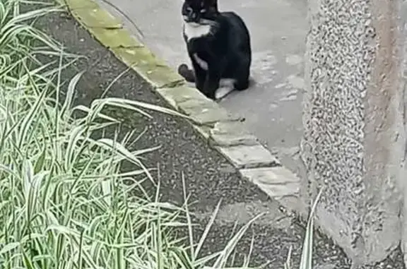 Кошка найдена: ул. Турку, округ 72