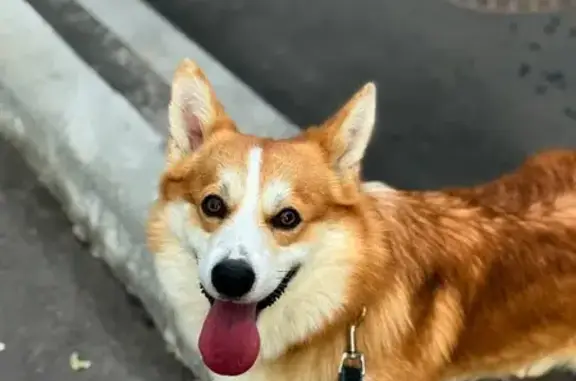 Собаки потеряшки, , фото: Потеряшка собака, СНТ А-108, участок 19