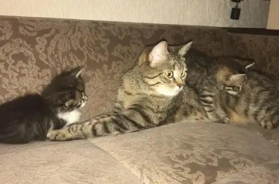 Кошки потеряшки, , фото: Потеряшка кошка, МО, полосатая, неласковая