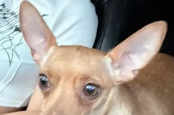 Найдена собака, , фото: Тойтерьер найден в Павловске