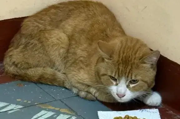 Кошка найдена: Загорьевский проезд, 3 к1