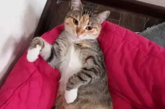 Пропала трёхцветная кошка, Донского 19