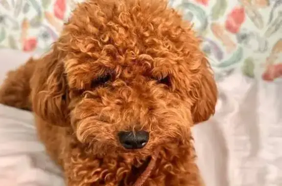 Собаки потеряшки, Москва, фото: Потеряшка рыжая пудель, б-р Рокоссовского