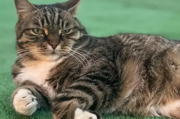 Кошки потеряшки, Новосибирская область, фото: Потеряшка кошка в пос. Рыбачий, ЭЛЕКТРОН