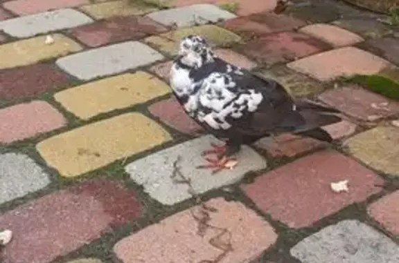 Черно-белый голубь на Балашовской, 33