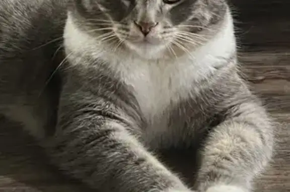 Пропала кошка, ул. Свиридова, 5, Тюмень