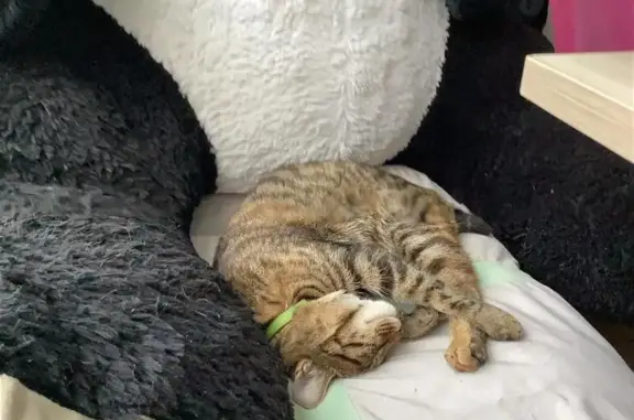 Пропала кошка, ул. А. Невского, Пермь
