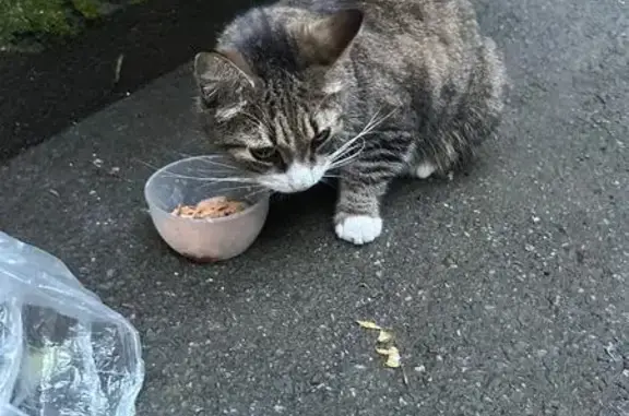 Найдена кошка, ул. Черняховского, 13