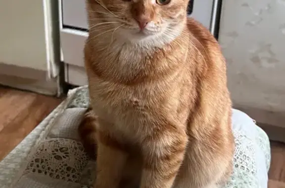 Кошки потеряшки, Рошаль, фото: Потеряшка рыжая кошка, ул. Мира 21, Рошаль