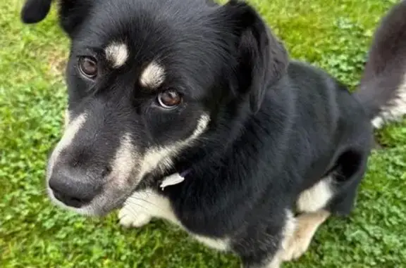 Найдена собака, Владимирская область, фото: Собака найдена: Лесная ул., Владимирская обл.