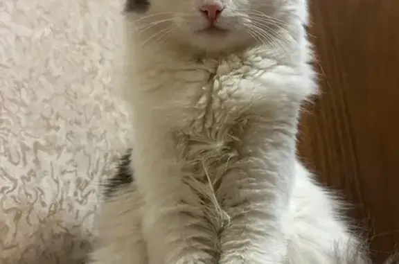 Кошки потеряшки, Тула, фото: Потеряшка кошка, Курковая 11, Тула