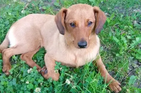 Щенок найден у клуба 