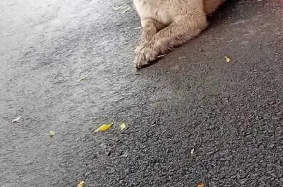 Пропала собака, Сахалинская обл.