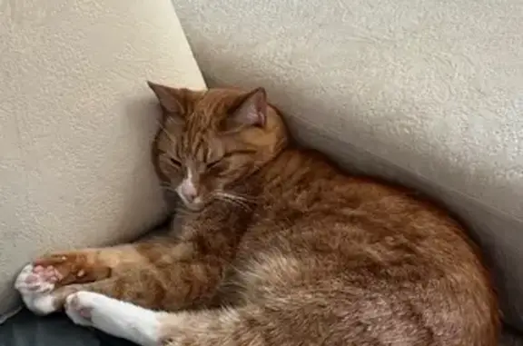 Объявления о пропавших и найденных животных, Петрозаводск, фото: Пропал кот Персик, пр. Невского, 40