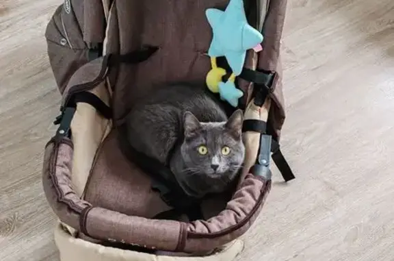 Кошки потеряшки, Малая Малышевка, фото: Потеряшка кот Феликс, 36К-238, Малая Малышевка