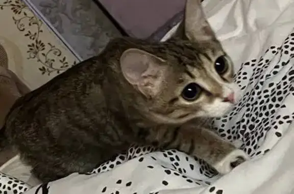 Кошки потеряшки, Краснокаменск, фото: Потеряшка кошка, Центральная ул., Краснокаменск