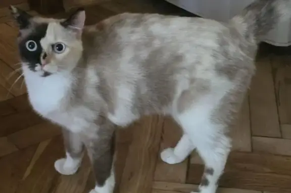 Кошки потеряшки, Санкт-Петербург, фото: Потеряшка кошка, Партизана Германа 18 к3