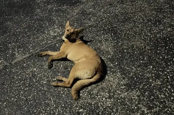 Собака найдена у 2-й Кольцевой, 70, Владимир