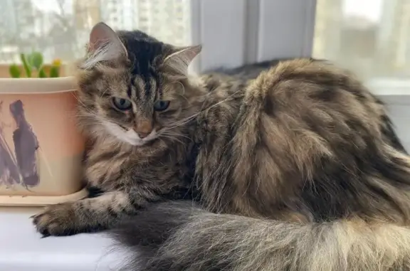 Кошки потеряшки, Москва, фото: Потеряшка кошка, Рублёвское ш., 93 к1