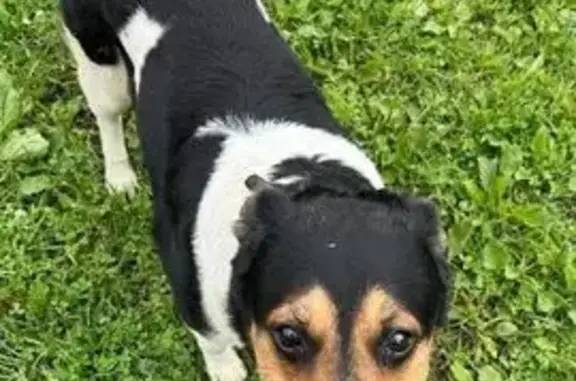 Найдена собака у подъезда, Ангарская 45 к2