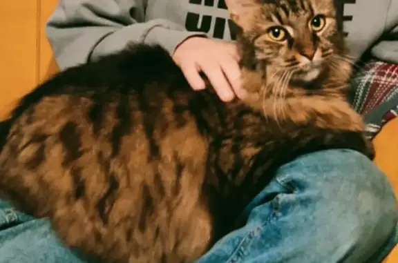 Кошки потеряшки, Санкт-Петербург, фото: Потеряшка кошка, Дачный 24к2