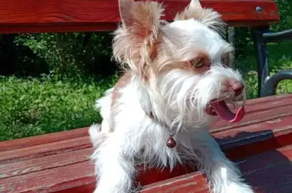 Собаки потеряшки, Тула, фото: Потеряшка собака, Орловский проезд, 5, Тула