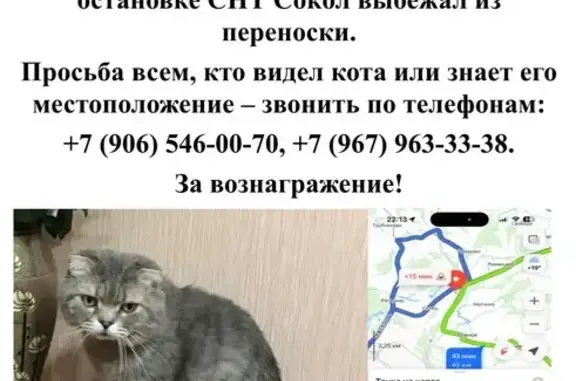 Пропала кошка, Реткино, Турлатово