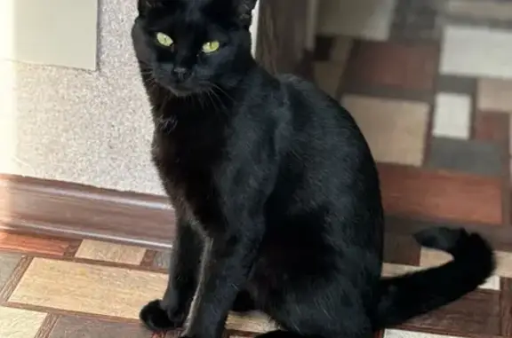 Пропала кошка, Балканская 38, Челябинск