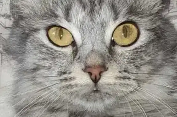 Объявления о пропавших и найденных животных, Санкт-Петербург, фото: Пропала кошка, Киришская ул., 5, окр. 21