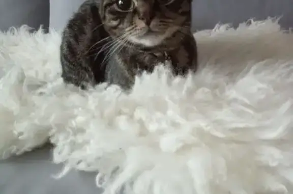 Кошки потеряшки, Петергоф, фото: Потеряшка кошка, Эрлеровский бул., 4, Петергоф