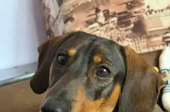 Собаки потеряшки, , фото: Потеряшка собака на ул. Подвойского, 9