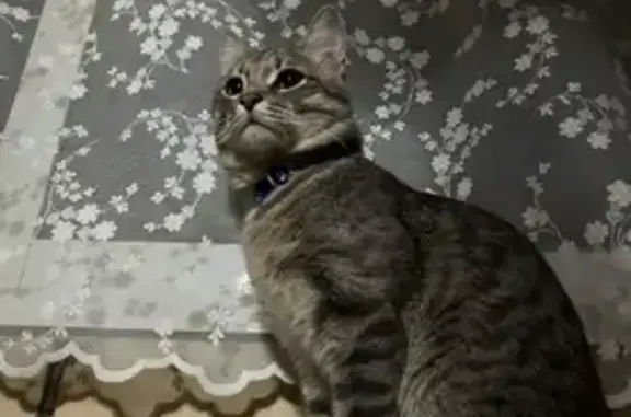 Кошки потеряшки, Менделеевск, фото: Потеряшка кошка, ул. Татарстана, 5А, Менделеевск