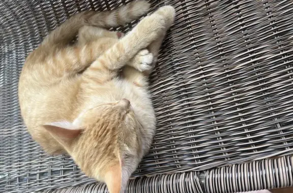 Кошка найдена на Вербовой ул., Ижевск