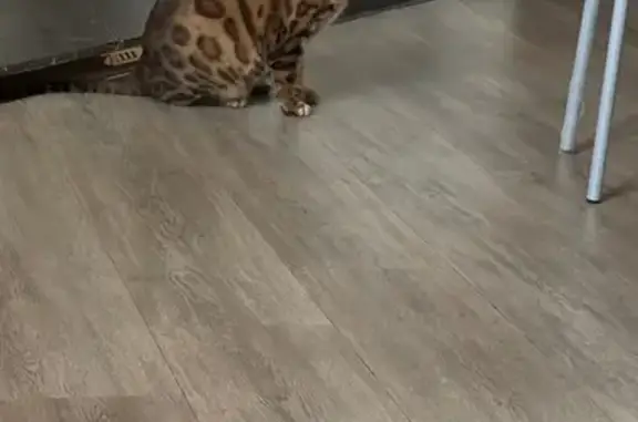 Пропала кошка на Академической улице