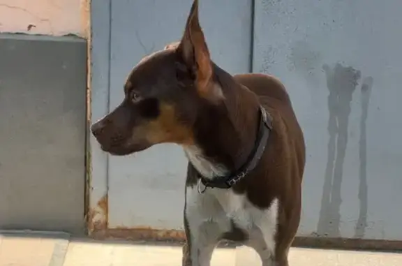 Найдена собака, Симферополь, фото: Собака найдена: пр. Победы, 214, Симферополь