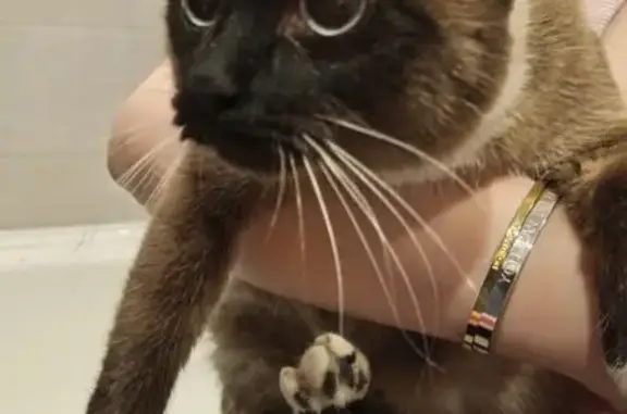 Найдена сиамская кошка, ул. Кибальчича