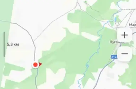 Собака найдена у СНТ Жеребенки, Ижевск - photo