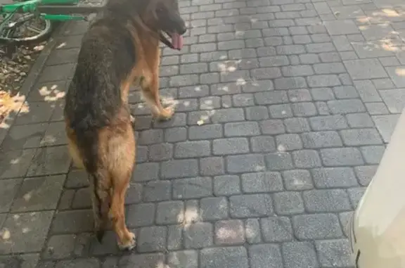 Найдена собака, Краснодар, фото: Овчарка найдена, ул. Красная 129, Краснодар