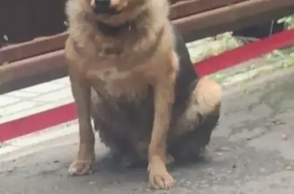 Найдена собака, Афанасово, фото: Собака у ворот, Центральная ул., Афанасово