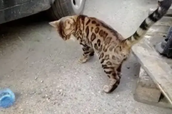 Найдена кошка, Иркутск, фото: Кошка найдена, Трактовая 1/2, Иркутск