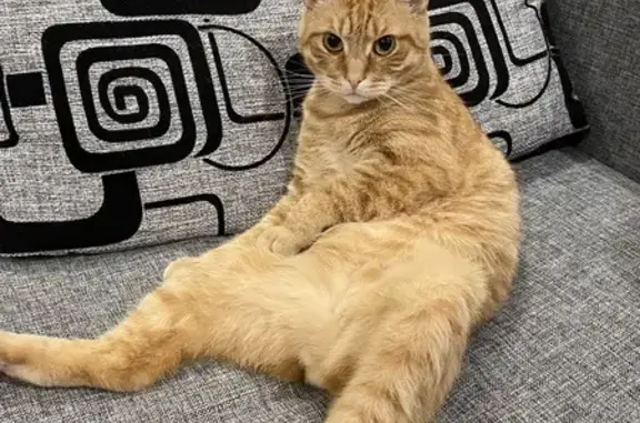 Кошки потеряшки, Киров, фото: Потеряшка кошка, ул. Свердлова 5А, Киров