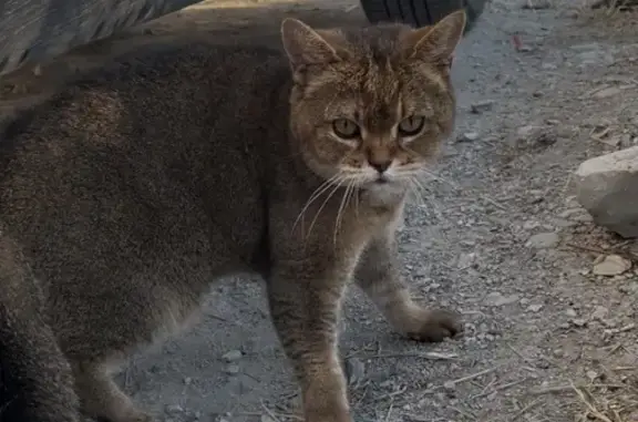 Найдена кошка, Новороссийск, фото: Найдена ручная кошка, Суворовская 79
